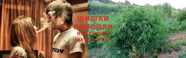 прущие грибы Алзамай